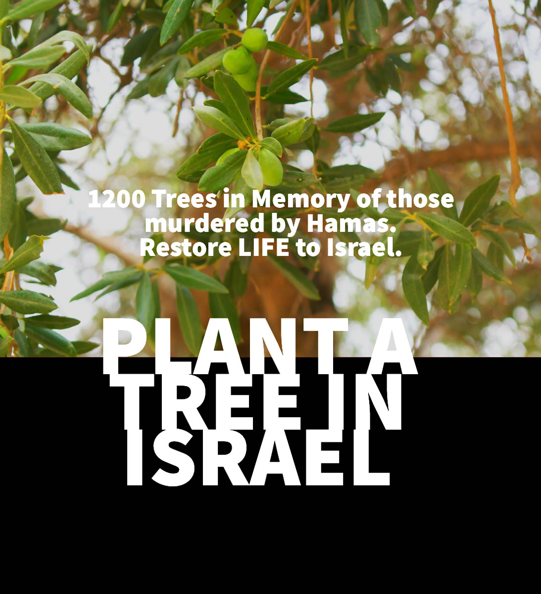 Plant a tree in Israel